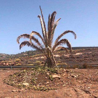 El Ayuntamiento de Alajeró muestra su preocupación por el estado de abandono de las palmeras trasplantadas en la carretera Aeropuerto a Paredes